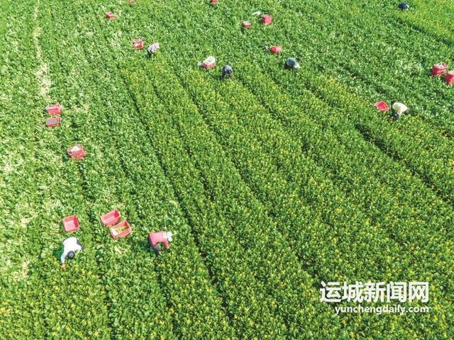 “跃”见夏都IM电竞 IM电竞平台(图2)